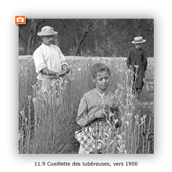 La cueillette des tubéreuses à Grasse, vers 1900