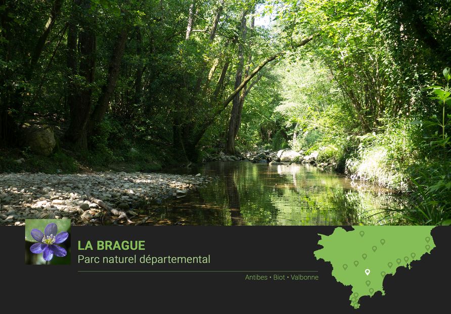 Le parc départemental de la Brague - Image en taille réelle, .JPG 2,64Mo (fenêtre modale)