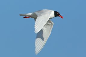 Découverte des oiseaux hivernants du Parc naturel départemental des Rives du Var à son estuaire