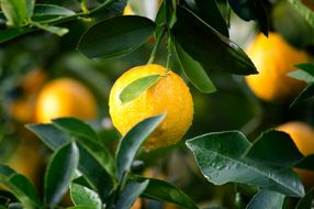 Journée consacrée à l’agrumiculture et au Citron de Menton (en AOP)