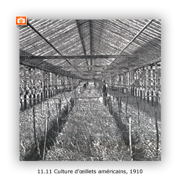 "Une culture d'oeillets américains à Saint-Laurent du Var", La petite revue agricole et horticole, 10 mai 1910